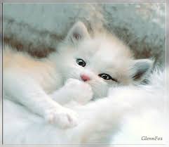 Image result for cute cat images hd