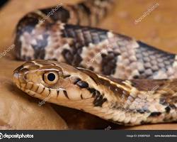 Tirano-cobra