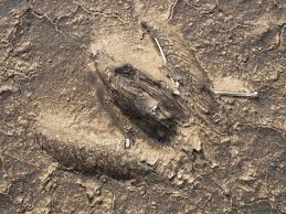 Image result for us oil spills 2015