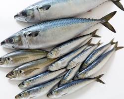 青魚の画像
