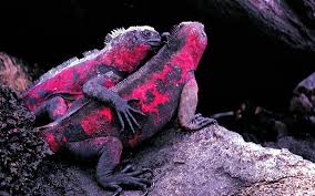 Image result for animals in love
