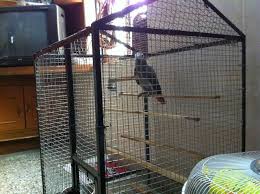 Image result for african grey parrot for sale