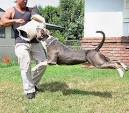 6 Best Ways to Train Your American Pit Bull Terrier Dog Reference