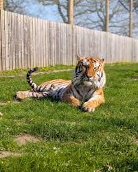 Um homem morreu após entrar no recinto de um tigre-siberiano, no Yorkshire Wildlife Park, próximo a Doncaster, na Inglaterra, na tarde deste sábado (10). Testemunhas contaram à @bbcnews e ao @dailymail o que ele fez pouco antes de entrar na área res