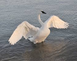 Image result for swan