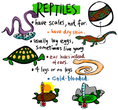 Image result for reptiles