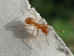 Résultats de recherche d'images pour « fourmis des champs brune photo »