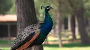 I pavoni in amore invadono "cantando" le strade e i marciapiedi di Punta Marina