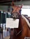 I Love You Still - Horse