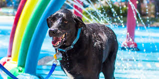 Resultado de imagem para Photos of dog's last day show love, joy