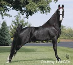 Image result for tennessee walker