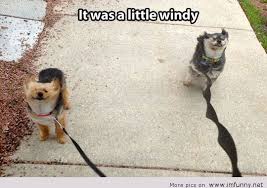 Funny Windy via Relatably.com