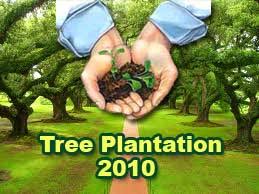 Image result for Tree plantation
