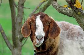 Image result for GOAT