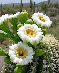 Image result for saguaro cactus