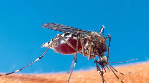 Human case of West Nile virus confirmed in Brown County