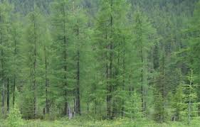 Image result for larch tree
