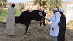 الوقاية خير من العلاج.. "الحمى