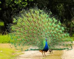 Pavão