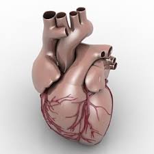 image result for 3d prined heart in london