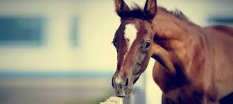 Image result for HORSE