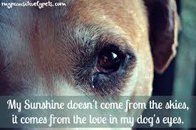 My Pet Dog Quotes - missing my pet dog quotes and i love my pet ... via Relatably.com