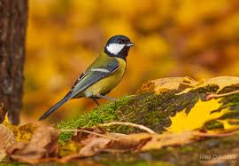 Картинки по запросу животные осени