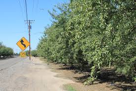 Bildergebnis für grüne mandeln gesund kostenlosen bilder