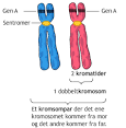 Trisomi 8q-syndromet