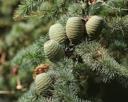 Image of Cedar plant