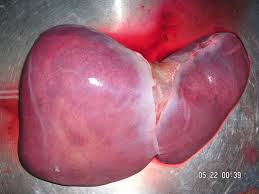 Image result for liver