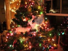 Image result for funny cat in christmas tree