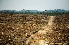 Resultado de imagen para THE WORST PICTURES ABOUT FOREST DEVASTATION