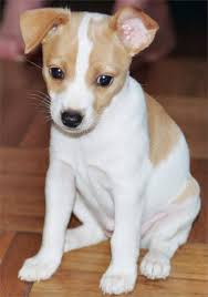  Χαρακτηριστικά  του Rat Terrier; 