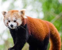 Image of red panda in the Nokrek Biosphere Reserve