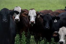 Cattle grazing in a Texas field amid debate over Trump beef imports