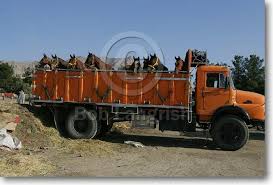 Image result for IRAN HORSES