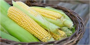 Hasil gambar untuk gambar jagung