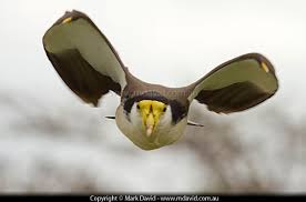 Image result for masked lapwing