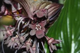 Tacca -- Black Beauty - Blüte + Samen - Bild \u0026amp; Foto von Axel Hild ...