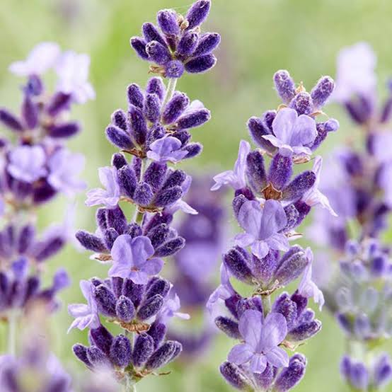 50 Purple Rain Lavender Seeds - Welldales