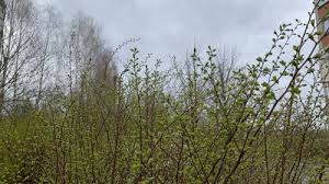 погода хмельницький