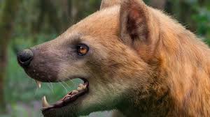 Espanha: descobrem na Catalunha espécie de cão-urso pré-histórico