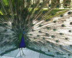 Hình ảnh về Peacock spread its tail