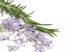 Image of رزماری برای پیشگیری از سرطان