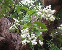 Image of เสม็ดชุน tree