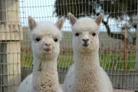 Risultati immagini per alpaca