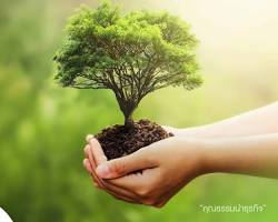 รูปภาพการปลูกป่า