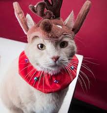 Image result for cats in santa costumes