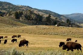 Florida Man Gored by Bison at Yellowstone: What You Need to Know